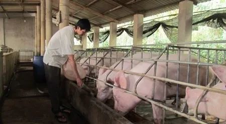 養殖場臭味難治理？潔匠凈化幫您輕松解決！.jpg